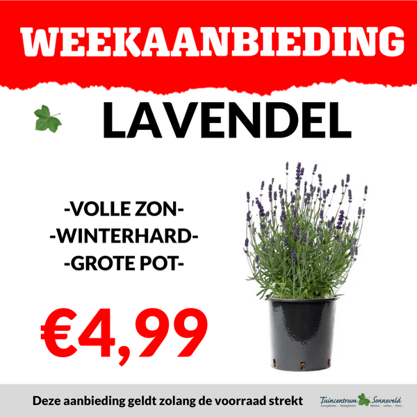 LAVENDEL €4,99