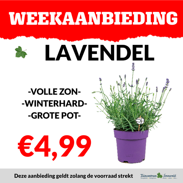 LAVENDEL €4,99