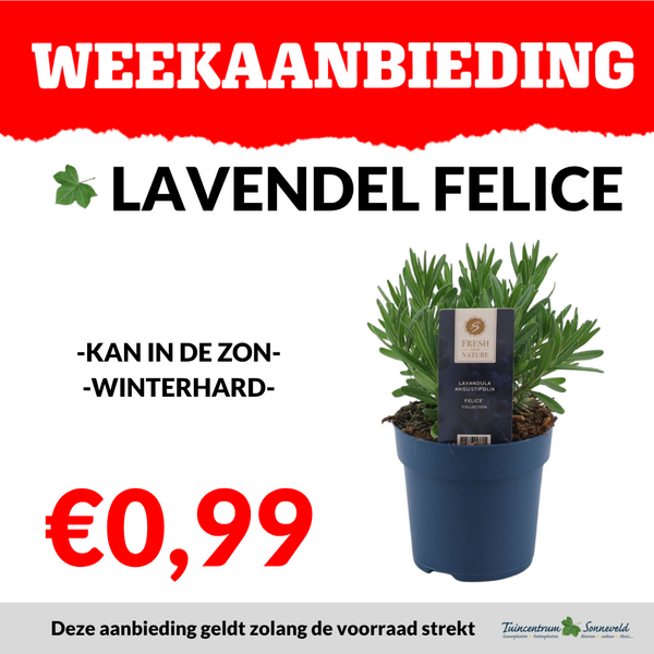 LAVENDEL FELICE €0,99