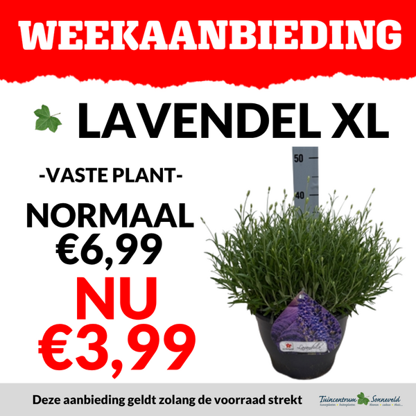 LAVENDEL XL €3,99