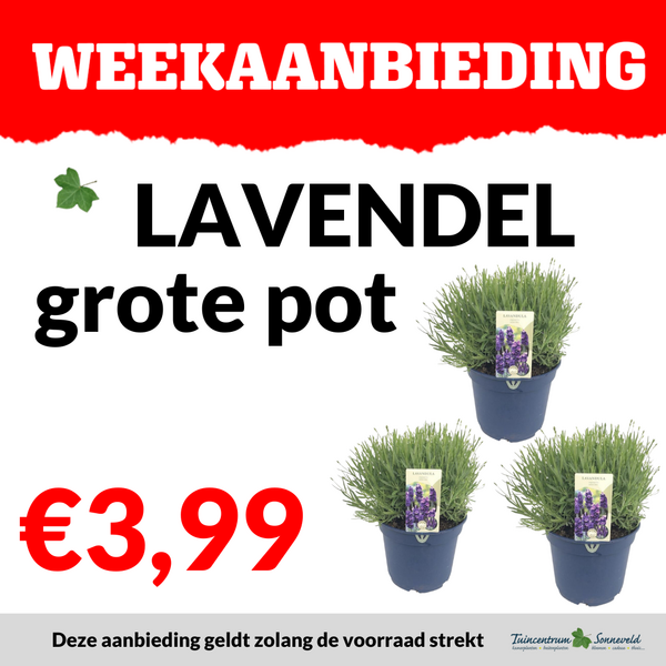 lavendel XL €3,99