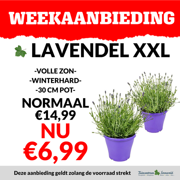 LAVENDEL XXL €6,99
