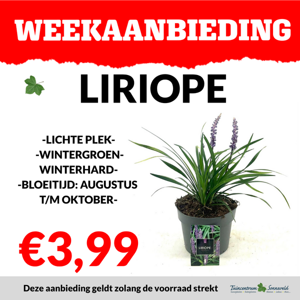 LIRIOPE €3,99