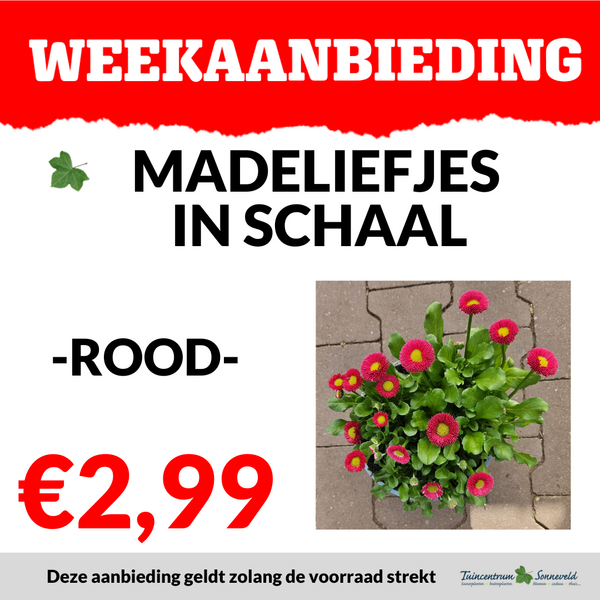 MADELIEF IN SCHAAL €2,99