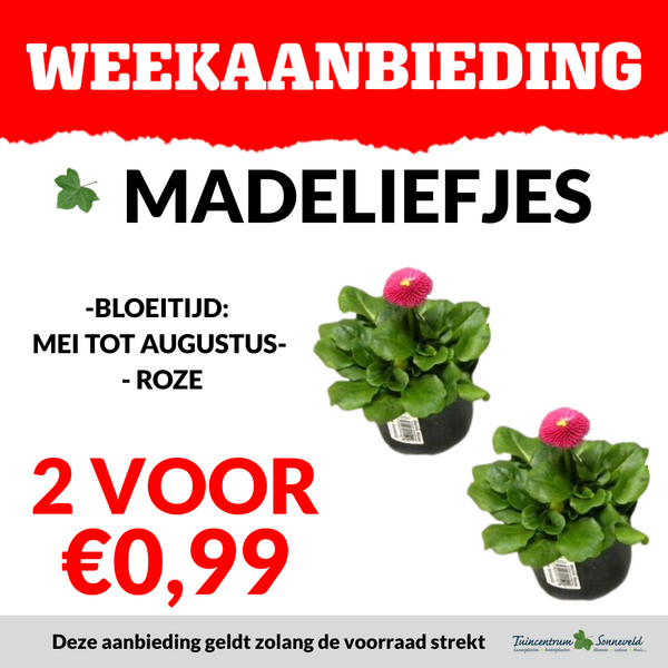 MADELIEFJES 2 VOOR €0,99