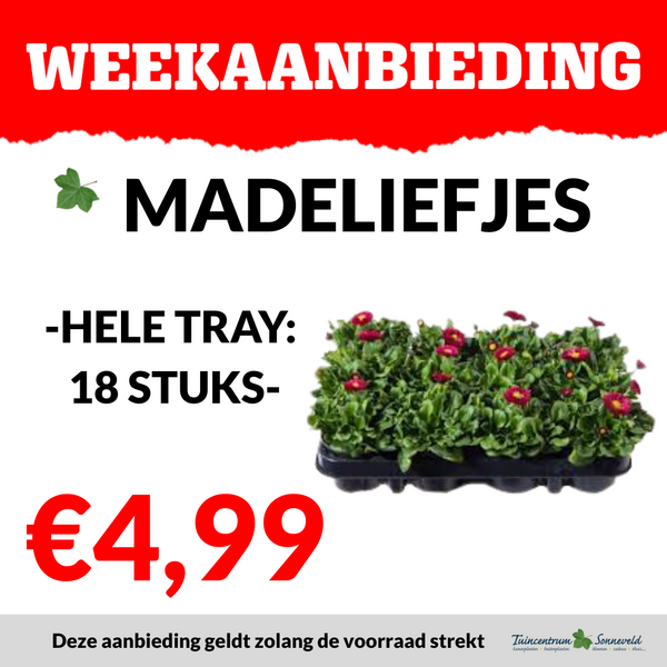 MADELIEFJES €4,99 PER TRAY