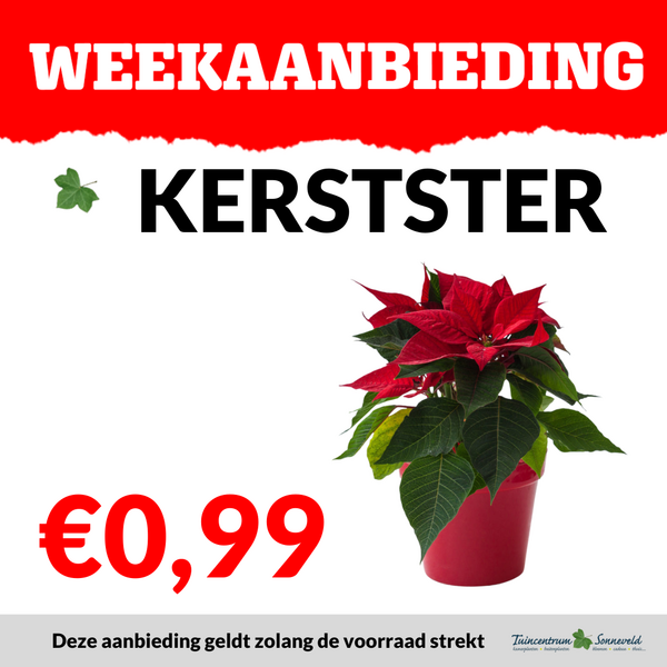 MINI KERSTSTER €0,99