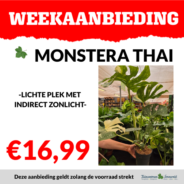 MONSTERA THAI 16,99