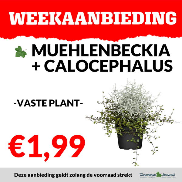 MUEHLENBECKIA EN CALOCEPHALUS €1,99