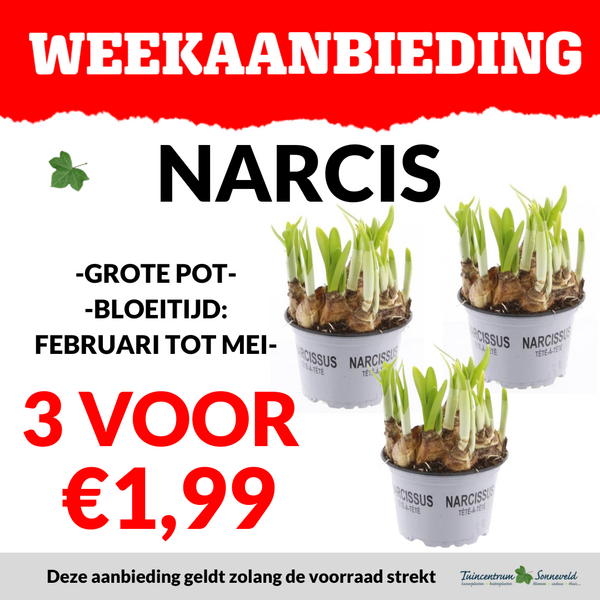 NARCIS 3 VOOR €1,99