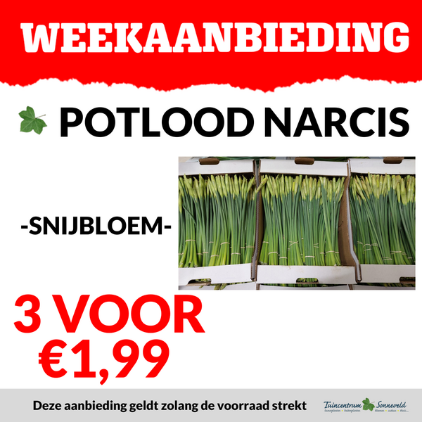 NARCIS 3 VOOR €1,99
