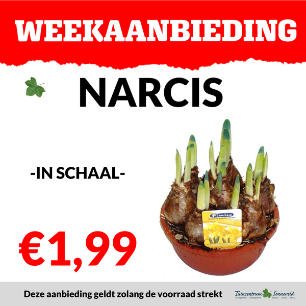 NARCIS IN SCHAAL €1,99