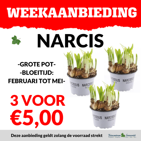 NARCISSEN 3 VOOR €5,00
