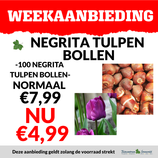 negrita tulpen bollen €4,99