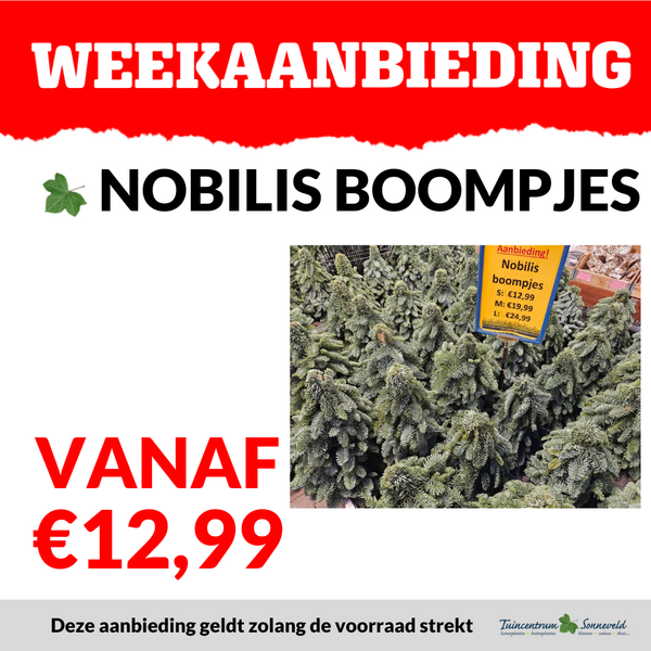 NOBILIS BOOMPJES