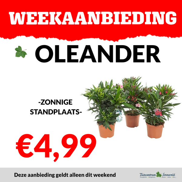 oleander €4,99