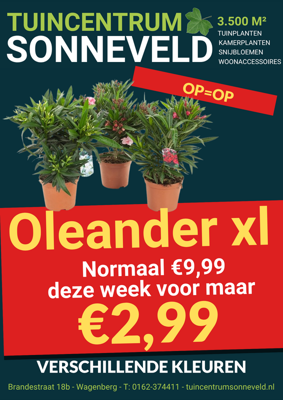 OLEANDER XL €2,99