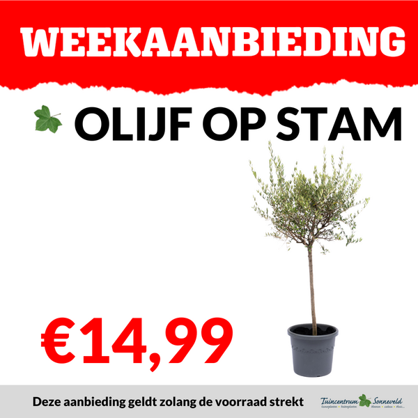 OLIJF OP STAM €14,99