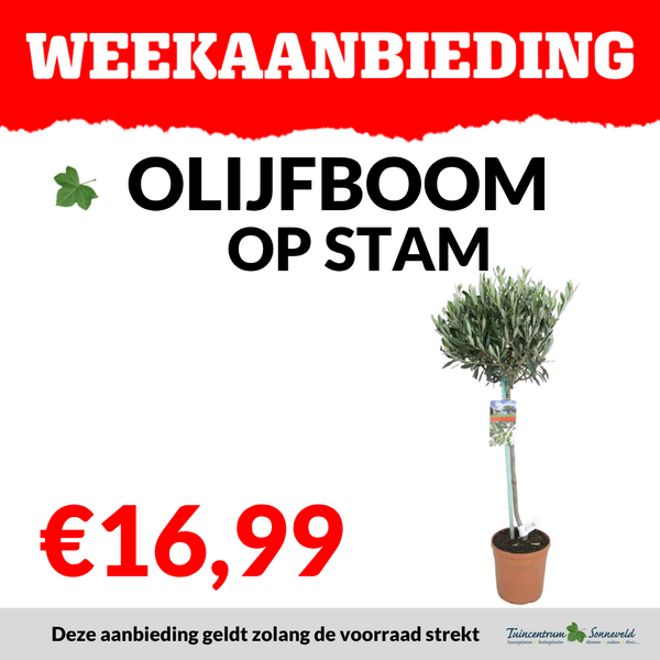 OLIJF OP STAM €16,99