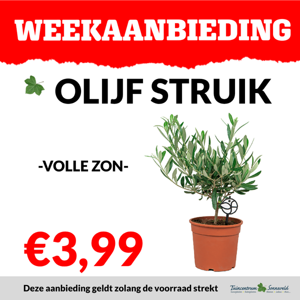 OLIJF STRUIK €3,99