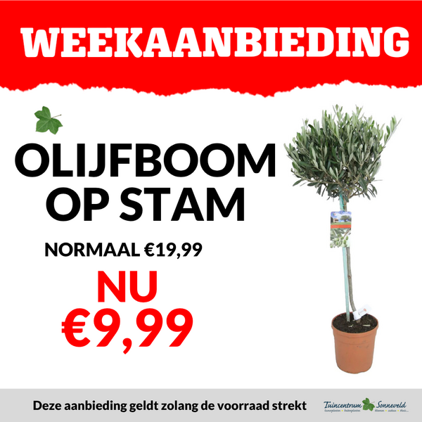OLIJFBOOM