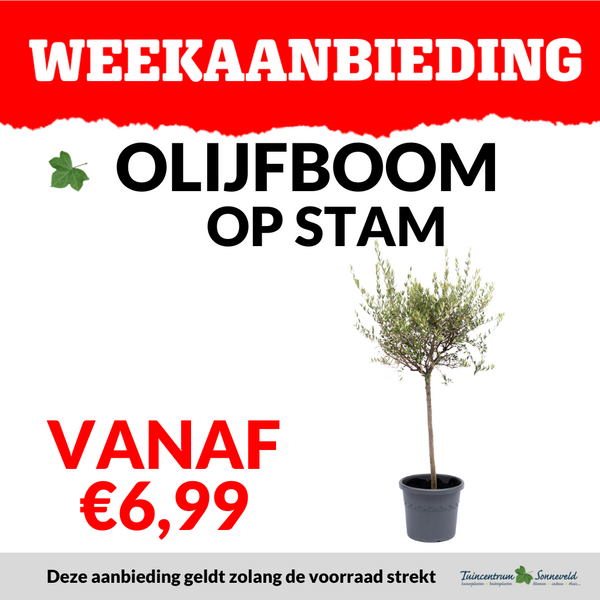 OLIJFBOOM VANAF €6,99