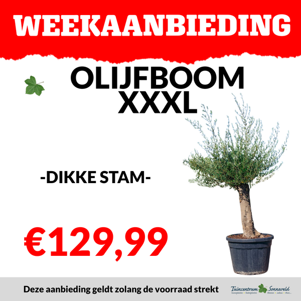 OLIJFBOOM XXXL €129,99