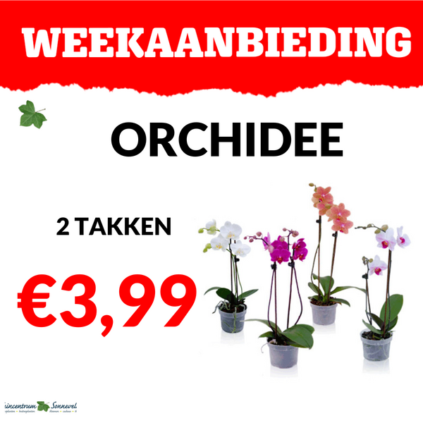 ORCHIDEE