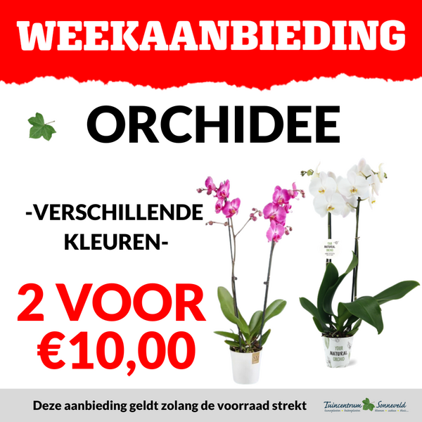 ORCHIDEE 2 VOOR €10,00