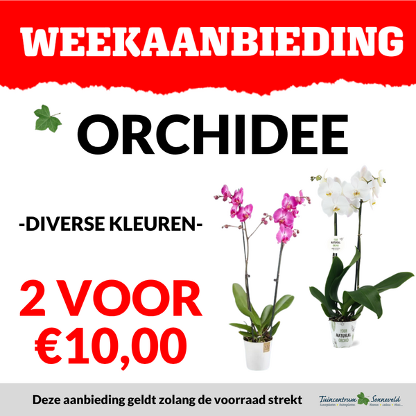 ORCHIDEE 2 VOOR €10,00