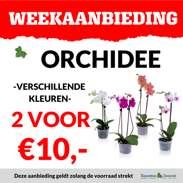 ORCHIDEE 2 VOOR €10,00