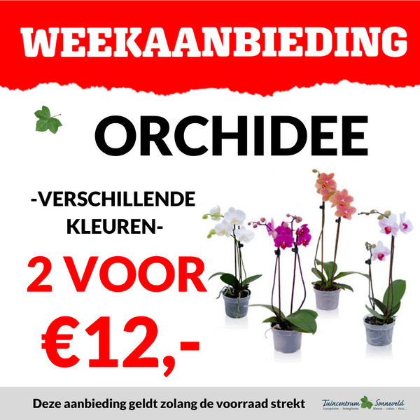 ORCHIDEE 2 VOOR €12,00