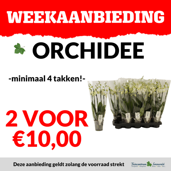 orchidee 4 tak 2 voor €10,-