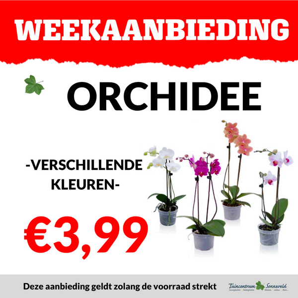 ORCHIDEE €3,99