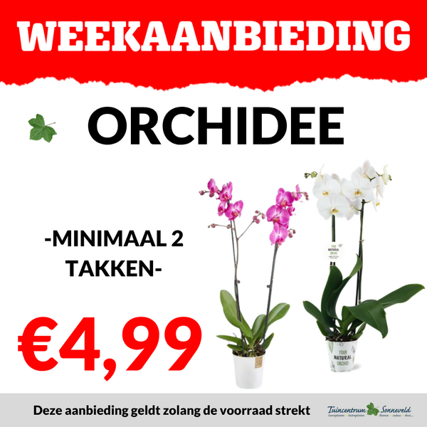 ORCHIDEE €4,99