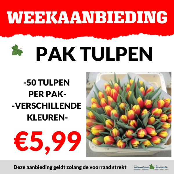 PAK TULPEN 50 STUKS €5,99