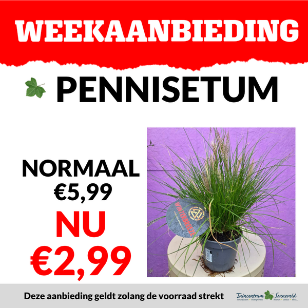PENNISETUM €2,99
