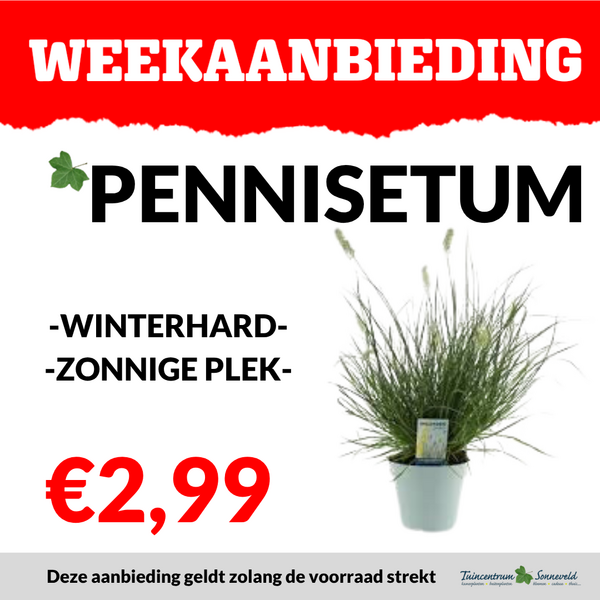 PENNISETUM €2,99