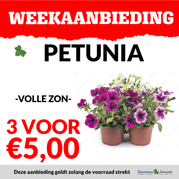 PETUNIA 3 VOOR €5,00