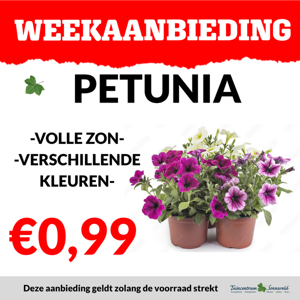 PETUNIA €0,99