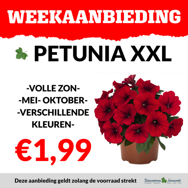 PETUNIA XL €1,99