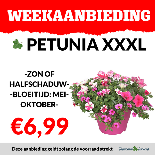 PETUNIA XXXL €6,99