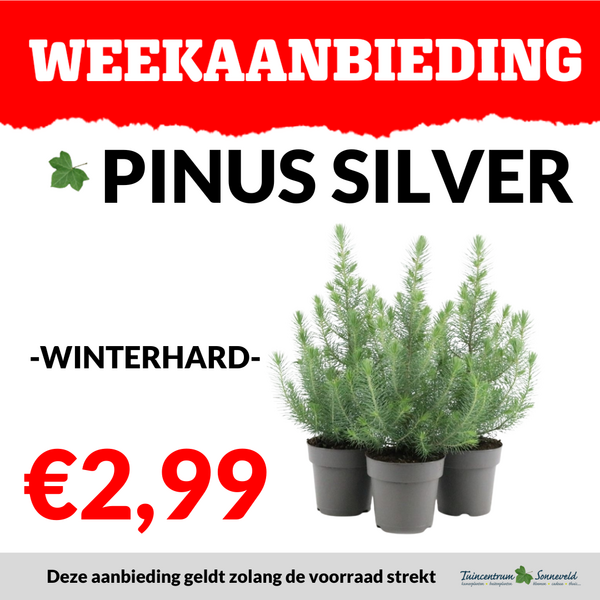 PINUS €2,99