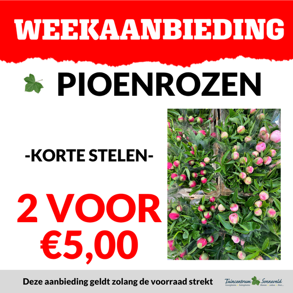 PIOENROZEN 2 VOOR €5,00