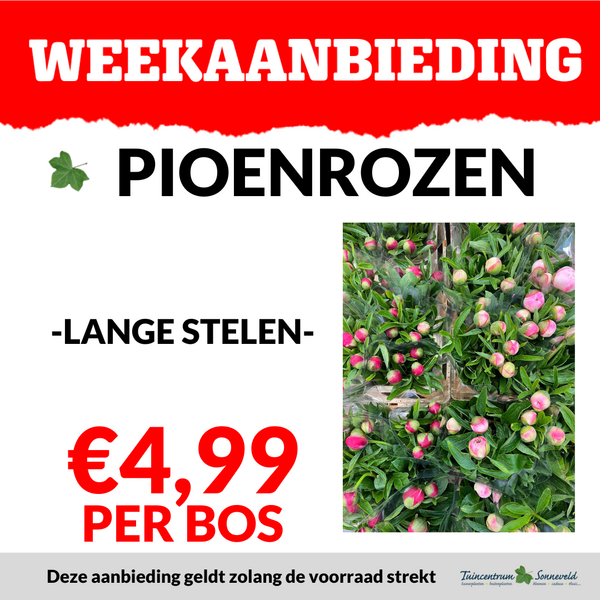 PIOENROZEN €4,99