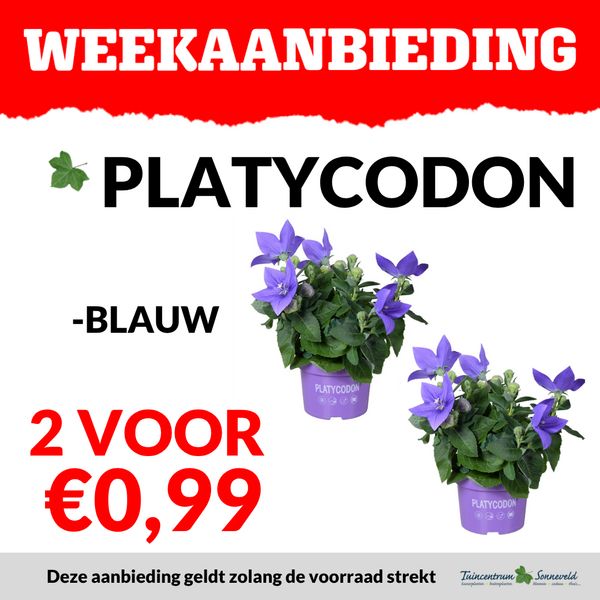 platycodon