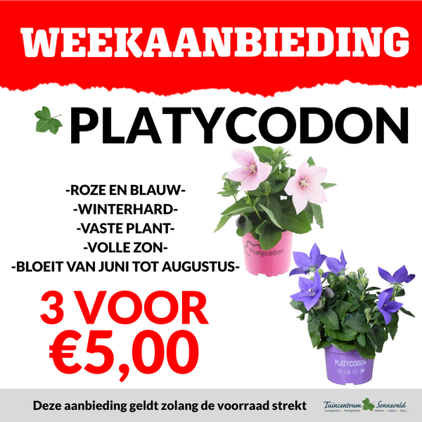 PLATYCODON 3 VOOR €5,00