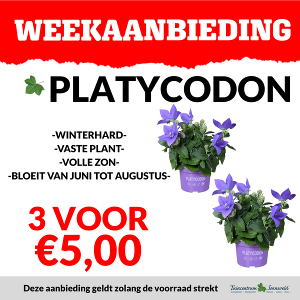 PLATYCODON 3 VOOR €5,00