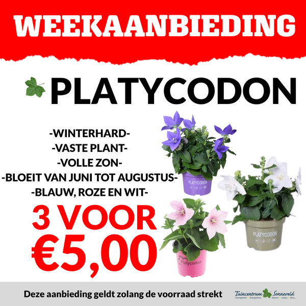 PLATYCODON 3 VOOR €5,00