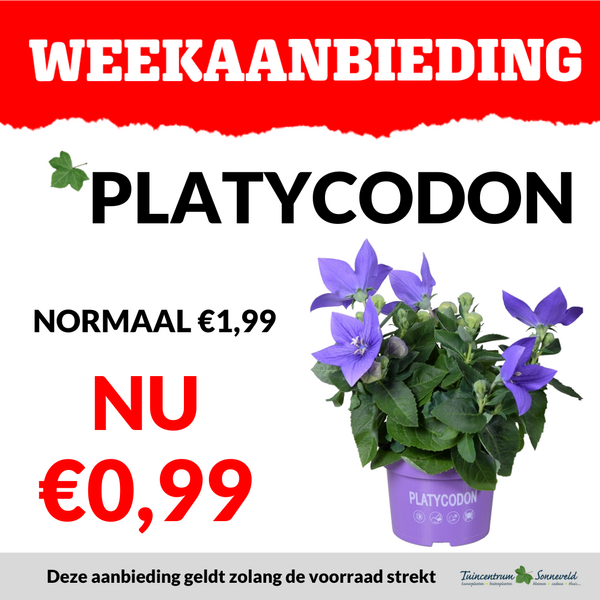 platycodon €0,99